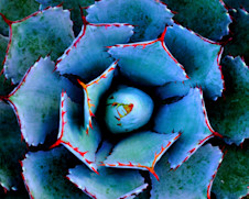 En el agave azul también identificaron fibras potencialmente útiles en el tratamiento de la obesidad y la diabetes, en el Centro de Investigación y Asistencia en Tecnología y Diseño de Jalisco. El propósito de la investigación contribuir al tratamiento de estas afecciones.