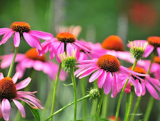 Es una planta norteamericana perteneciente a la familia Asteraceae. Aunque no hay pruebas concluyentes de que sea beneficiosa para tratar los resfriados, algunos productos derivados podrían surtir un leve efecto. Su consumo en niños se asoció con un aumento de erupciones en la piel.