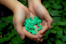 Además de su actividad protectora contra el estrés múltiple, algunos extractos de Rhodiola rosea han demostrado recientemente su poder antienvejecimiento, antiinflamatorio, inmunoestimulador y  reparador del ADN en diferentes estudios.