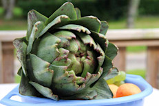 Muchos preparan extractos con la hoja, tallo y raíz, para combatir problemas de bilis, acidez o incluso para la resaca. Aunque los efectos más comprobados son para bajar el colesterol y para la indigestión. Sin embargo si se la consume durante mucho tiempo pueden aparecer gases y reacciones alérgicas. Tip: ante la aparición de cualquier efecto adverso, consultar al médico. 