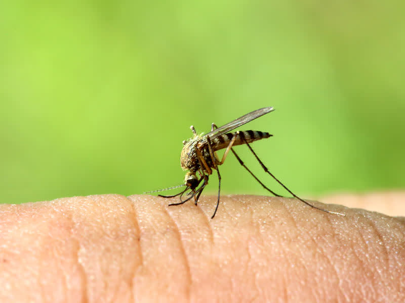 ¿Es posible tener la casa libre de ciertos insectos sin necesidad de un exterminador? Algunas clases de plantas, además de poseer bondades médicas, podrían hacer esta tarea y con ello reducir el riesgo de una plaga o de contraer un virus. Descúbrelas a continuación.