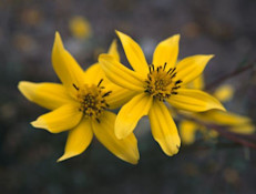 La Arnica montana es una planta que pertenece a la familia de las asteráceas. El primer registro que existe de ella corresponde a anotaciones de la famosa abadesa Santa Hildegarda. Esta planta también es reconocida como el "tabaco de la montaña", debido a que, en muchas regiones de Suecia, Rusia y Francia, se la solía fumar.