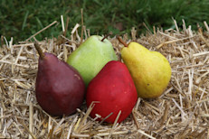 Actualmente, se registran casi 4.000 especies de perales, aunque solo 30 ofrecen frutos carnosos. Entre ellas, podemos encontrar las peras Beurré d'Anjou, Red Bartlett, Beurré Bosc, Clapp's Favorite, Red Clapp's o Doyenne du Comice. Sin embargo, las que se producen en mayor cantidad son las de tipo Bartlett. 