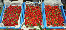 Una taza de fresas contiene 54 mg de antocianinas. Sin embargo varía mucho dependiendo el tipo de fresa. El contenido de antocianinas es mayor en fresas frescas. Una taza de fresas congeladas tiene 31 mg de antocianinas. Evita cocinarlas o consumirlas en productos en que se han sometido a cocción como en jaleas, mermeladas, entre otros.