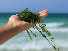 La espirulina es una de las plantas más antiguas en la Tierra. Natural Standard refiere que posee gran variedad de usos medicinales entre los que se incluyen antioxidante, antiviral, antineoplástico, coadyuvante en la pérdida de peso y agente reductor de lípidos. Sin embargo, con las investigaciones disponibles, no se puede hacer una recomendación a favor o en contra de su uso.
