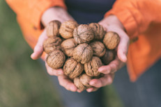 Las nueces, pistachos, almendras, o avellanas tienen una generosa cantidad de vitaminas E y B que ayudan a estimular el crecimiento de la elastina para tener una piel tersa, suave y firme. Esto también es imprescindible para combatir la acción de los radicales libres, aportar hidratación y ayudar a regenerar las células previniendo el envejecimiento y la flacidez.
