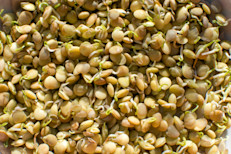 La lenteja (Lens culinaris) es una planta originaria de Cercano Oriente que pertenece a la familia de las fabáceas o leguminosas, por lo que es "pariente" de otros alimentos populares, como los chícharos, frijoles, soya, o garbanzos. Su fruto tiene forma de vaina, en cuyo interior suelen encontrarse dos pequeñas semillas pardas, redondas y aplanadas, que constituyen la parte comestible.