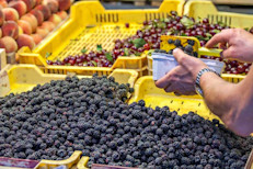 Una taza de frambuesa fresca contiene 60 mg de antocianinas. Sin embargo las frambuesas congeladas tienen casi la mitad: 34 mg. La cantidad de antocianinas depende del tipo de frambuesa.  Las frambuesas negras “black raspberry” llegan a tener hasta 845 mg de antocianinas.