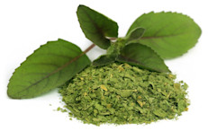 En estudios con la especie de albahaca denominada Tulsi (realizados entre 1964 y 2016) se hallaron beneficios importantes: en las personas diabéticas y obesas que consumieron parte de la planta fresca, hojas en polvo, jugo o extractos de sus aceites, se observó una disminución de la glucemia (azúcar en sangre), mejores perfiles de lípidos (grasas) y una disminución de la presión arterial.