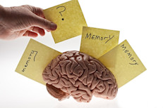 Muchas regiones del cerebro están involucradas en este proceso. Por ejemplo, la corteza cerebral, la capa externa del cerebro, adquiere nueva información como entrada de nuestros sentidos. La amígdala etiqueta la información como digna de almacenamiento. Cerca de allí, el hipocampo almacena recuerdos. Y los lóbulos frontales nos ayudan a recuperar información en forma consciente.