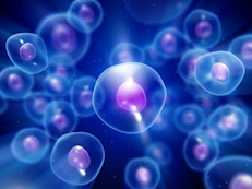 Los resultados arrojaron que la terapia genética no modificó los circuitos cerebrales anómalos, característicos de la enfermedad de parkinson. En su lugar, renovó una pequeña parte de éstos, para compensar parcialmente los circuitos defectuosos. 
