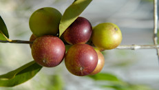 Este es un fruto de la selva amazónica, conocido por ser el alimento con mayor cantidad de vitamina C. Sin embargo, también resulta clave en la formación de colágeno, favoreciendo el rejuvenecimiento de la piel y la salud de las articulaciones. Puedes consumirlo crudo, en zumo o en polvo.