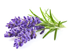 Se cree que el aceite de lavanda, además de poseer propiedades curativas en la aromaterapia, podría repeler polillas, pulgas y mosquitos. Sin embargo, hasta la fecha no existen estudios suficientes que demuestren que esta planta cumple con los requerimientos que pide la Organización Mundial de Salud (OMS) sobre plaguicidas.
