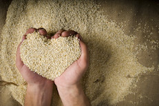 La quinua o quinoa es una semilla que se disfruta por su delicioso sabor y calidad nutritiva. A sus beneficios se le suma que  no contiene gluten, sin embargo, contiene ciertos compuestos que pueden afectar a algunas personas con enfermedad celíaca. Conoce aquí todas las características de este superalimento. 