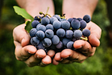 Por su alto contenido en potasio, es una fruta que ayuda a eliminar el exceso de líquidos del organismo. Además, produce un alto grado de saciedad que contribuye a disminuir el apetito. Esta fruta es una aliada contra el estreñimiento, toda vez que funciona como laxante natural, por su contenido de celulosa, azúcar y ácidos orgánicos. 
