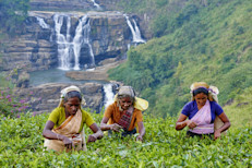 Al igual que el té negro, verde o blanco, el té de Ceilán (que puede ser negro, verde o blanco) se obtiene de las hojas de Camellia sinensis. Entonces, ¿por qué lleva un nombre diferente? Esta denominación se debe a su región de origen, Sri Lanka (que hasta 1972 se llamó Ceilán). Según los expertos, este país posee terrenos y temperaturas ideales para obtener un té de gran calidad.