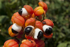 El guaraná posee cafeína, teobromina, taninos, saponinas y catequinas, todos compuestos con propiedades antioxidantes. Esto es de gran ayuda para combatir a los radicales libres, moléculas inestables que afectan las estructuras celulares sanas, aumentando el riesgo de diferentes enfermedades, incluido el cáncer. 
