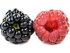 Estas frambuesas negras o “black rasberries” se parecen mucho a las zarzamoras o “blackberries”. Sin embargo si se observan en forma detallada se perciben diferencias: las “blackberries” tienen un centro blanco característico, son más brillantes, más agrias y más pequeñas que las “black rasberries”.