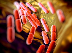 Los lactobacilos son un tipo de probióticos que vive en nuestro sistema digestivo, urinario y genital sin causar enfermedades. Son importantes para prevenir diarreas, para la enfermedad de Crohn, inflamación del colon y enterocolitis necrotizante. Estos microorganismos se encuentran en el yogur, kéfir y leche acidophilus.