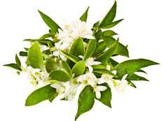 Es la flor del naranjo amargo y según los expertos tendría un poderoso efecto ansiolítico y relajante que puede utilizarse para conseguir un sueño reparador. El Azahar se puede consumir en forma de infusión, en agua de azahar o aceite esencial. Se recomienda tomar una infusión de estas flores u oler su aceite esencial durante unos minutos antes de ir a la cama.