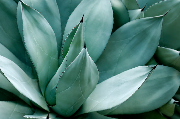 Aunque es conocido por ser el ingrediente principal del tequila y el mezcal, las posibilidades del agave son infinitas. La planta tiene propiedades que benefician la salud que han sido aprovechadas desde los tiempos de los aztecas.