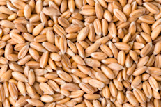 Estos pueden ser de trigo, maíz, centeno o avena, todos son fuentes de fibra, vitamina E, magnesio, cinc, ácido fólico y vitamina B6. Diferentes investigaciones señalan que gracias a este cóctel de nutrientes, los granos enteros ayudarían a disminuir el riesgo de diabetes tipo 2. Los profesionales coinciden que serían necesarias entre 2 y 3 porciones diarias.