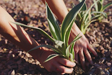 Esta planta, también conocida como maguey contiene dos fitoquímicos (saponinas y fructanas) a los que se atribuyen capacidades antimicrobianas, antiinflamatorias y estimulantes del sistema inmunológico. Y una de sus fructanas, la inulina, es un endulzante natural que no afecta los niveles de colesterol.