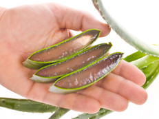 Es una planta a la que la sabiduría popular le confiere muchas propiedades medicinales. Para aliviar la nariz tapada hay que abrir la penca en dos mitades, raspar con una cuchara y licuar con miel y limón. Tome la preparación todas las mañanas mientras esté resfriado.