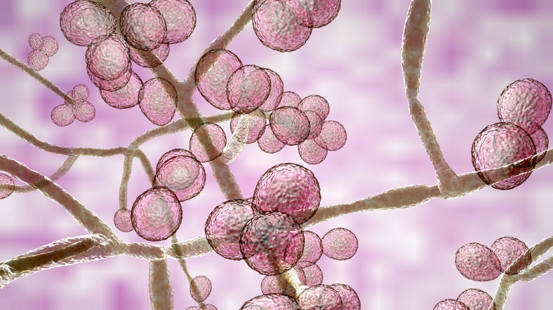 La candidiasis es una infección fúngica causada por cualquier hongo perteneciente al género Cándida. La más frecuente es la especie Candida Albicans. Si bien existen distintos tipos de candidiasis, aquí nos centraremos en la vaginal, sus causas, síntomas, modo de transmisión, tratamientos y consejos para prevenirla. 