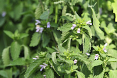 También llamado toronjil, la melisa es una hierba con aroma a limón. Históricamente se destacaron sus efectos sedativos y tranquilizantes, capaces de reducir la fiebre, además, es antibacterial, espasmolítica, hipotensiva y aumenta la memoria. Los datos de laboratorio sugieren que contiene altas dosis de antioxidantes. 