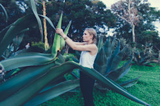 La investigación refiere que el consumo de los fructanos del agave, en colaboración con la flora intestinal adecuada, contribuye a la generación de nueva masa ósea, incluso si hay osteoporosis. Estos resultados significan una alternativa en el tratamiento de la enfermedad.