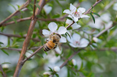 Este tipo de miel procede del néctar de los árboles de Manuka (Leptospermum scoparium) y tiene un componente adicional a su potente actividad antimicrobiana. Fue descubierta por Peter Molan, en 1980, cuando se dio cuenta que la acción de este alimento se mantuvo incluso después de que se extrajera el peróxido de hidrógeno, una enzima antimicrobiana típica de la miel.
