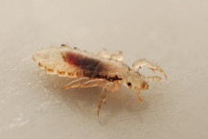Su nombre oficial es Pediculus humanus capitis, se alimenta de la sangre humana, vive en el cuero cabelludo y pueden incluso ir hacia el cuello y detrás de las orejas. La Biblioteca Nacional de Medicina de Estados Unidos dice que los piojos son del tamaño de una semilla de sésamo y sus huevos, las liendres, pueden ser más pequeños que una escama de caspa.
