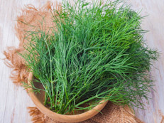 Aunque menos conocida que otras plantas aromáticas, el eneldo es otra hierba que puede quitar el mal aliento gracias a su alto contenido de clorofila. Se puede tomar un té de eneldo después de las comidas o masticar unas semillitas. Los herbolarios de hoy en día utilizan el eneldo para la flatulencia, los cólicos y el mal aliento, y como promotor de lactancia y antiespasmódico (Natural Standard).