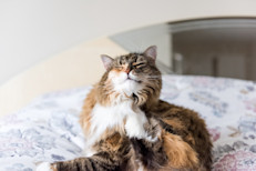 Si tienes mascotas, es posible que ya hayas tenido algún encuentro con las pulgas. Les gusta vivir en gatos y perros, pero pueden saltar a los humanos, ya que tienen sangre caliente y ese es su alimento favorito. Sus picaduras son más comunes en las piernas y donde la ropa queda ajustada al cuerpo (cintura, glúteos, muslos, el vientre bajo). Una crema de hidrocortisona de venta libre al 1% aliviará la picazón.