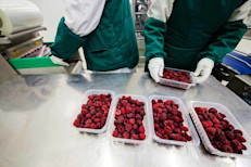 De todos los flavonoides, las antocianinas son las más efectivas para bajar de peso y mantenerse saludable. La recomendación es consumir una porción al día. Aunque como el contenido de flavonoides varía de acuerdo a la fruta, variedad, cosecha, tipo de suelo, entre otras características, mejor hacer un repaso por cada una. 