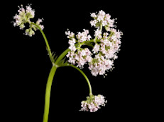 La valeriana es una de las plantas medicinales más utilizada para conciliar el sueño, ya en el siglo II a.C. el médico y filósofo griego Galeno, la recomendaba con este fin. En la actualidad, distintos estudios indican que beber sus infusiones mejoraría la calidad del sueño y reduciría el tiempo necesario para dormir. Su efecto se debería a los ácidos valéricos y los valepotriatos que contiene. 