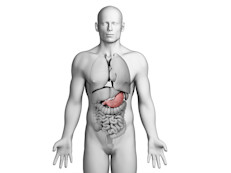 La saliva se encarga de humedecer los alimentos y hace que su ingesta sea mucho más fácil. Sin la saliva, ese emparedado de queso fundido sería seco como el desierto. Además, no podrías disfrutar de la dulzura de las fresas o de la acidez de la limonada. Una lengua seca no puede saborear la comida.