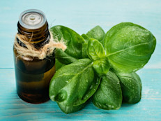Las partes útiles de la albahaca son las que se encuentran en la superficie por encima del suelo. Esta planta es una fuente rica de vitamina C, carotenoides, calcio, magnesio, potasio y hierro.