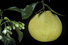 En primer lugar, debemos hacer una aclaración. Aquí hablaremos de las propiedades de los pomelos (Citrus maxima), que suelen confundirse con las toronjas (Citrus × paradisi). Esto se debe a que estas últimas también son llamadas pomelos en algunos países de Sudamérica. Si bien ambos pertenecen a la familia de los cítricos, el pomelo puede llegar a ser del tamaño de un melón (es el cítrico más grande), mientras que la toronja es del tamaño de un puño. Otra diferencia clara se encuentra en el color, el pomelo es amarillo verdoso, mientras que la toronja rosa amarillento.
