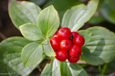 Varios estudios evaluaron el uso del ginseng norteamericano (Panax quinquefolius) para la prevención de los resfriados, y concluyeron que no sería capaz de reducir el número de casos, aunque tal vez sí la duración de estos. Además, tomarlo con el propósito de prevenir resfriados implica su consumo por períodos prolongados y se sabe muy poco sobre su inocuidad a largo plazo.