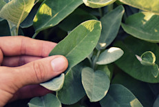 Además de ayudar a tratar muchas dolencias y ser conocida en todo el mundo, la salvia es agradable al paladar, de ahí que sea muy apreciada también en la cocina. Contiene aceite esencial, saponina, glucosa, vitamina B y C, principios amargos, estrógenos, bactericidas, enzimas y potasio. Esta combinación de propiedades la transforma en una gran opción para tratar o prevenir diferentes afecciones: