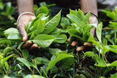 El té negro de Ceilán es el tipo más común en la región, y se caracteriza por tener sabor suave que recuerda a los cítricos. El té verde de Ceilán tiene un sabor similar al de los frutos secos, ligeramente picante. Finalmente, el té blanco de Ceilán, el tipo más raro y caro, se prepara, cosecha y procesa a mano, además de dejarlo secar al sol. Esto le da un sabor más dulce y agradable que el de las otras dos variedades. 