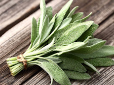 ¿Sabías que su nombre en latín “salvare”, significa curar? La salvia es famosa y popular por procurar alivio a la garganta; generalmente se hacen gárgaras con un té de sus hojas. También es muy eficaz como desinfectante bucal: refresca, previene la gingivitis y quienes tienen halitosis (mal aliento), frotan sus dientes con las hojas frescas de salvia y obtienen una suave fragancia.