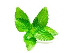 En comunidades rurales de varias partes del mundo suelen usarse las plantas que provienen de la familia de la menta, como la Lamiaceae, Poaceae, y Pinaceae para ahuyentar mosquitos, ya sea mediante el uso de aceites o quemando las plantas y colocándola dentro de los hogares. 