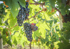 Las uvas son una gran opción para prevenir la ERC, ya que su jugo combina bajos niveles de azucares y es rico en antioxidantes. Esto ayuda a combatir el estrés oxidativo que afectan a los riñones. También mejora la salud arterial, favoreciendo la circulación sanguínea.