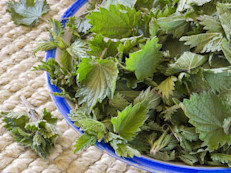 La ortiga es una de las plantas que más se utiliza como ingrediente en diferentes productos capilares. Contiene vitamina B1, В12, B5 (ácido pantoténico), C, D y Е que estimulan el crecimiento capilar activando la circulación y combatiendo la falta de volumen. Una vez  que hayas lavado tu cabello aplica infusión de ortiga  sobre tu melena y hazte un pequeño masaje.