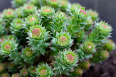 Rodiola es una planta que crece en las regiones montañosas de Europa y América del Norte. Hay unas 50 especies, pero es la raíz fragante de la especie Rhodiola rosea la que se usa con fines medicinales. Debido al rápido crecimiento de la demanda de productos a base de esta planta en los últimos años, se considera una especie en peligro de extinción en muchos países.