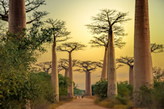 Existen 8 especies de baobabs o Adansonias, siete se encuentran en África y una en Australia. Estas plantas, que pertenecen a la familia Malvaceae, se caracterizan por tener un gran tronco en contraposición a una discreta copa. Por eso, las leyendas aseguraban que los dioses los habían plantado “al revés” y que lo que veíamos en la cima, en realidad eran sus raíces.