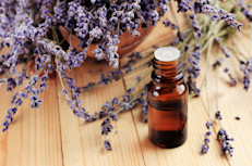 La lavandula es un género de plantas pertenecientes a la familia lamiáceas. Se registran más de 200 especies, aunque solamente 60 están aceptadas, que se caracterizan por un intenso olor y por tener flores lilas, azules, moradas o violetas. Suele aprovecharse con fines medicinales a partir de sus aceites esenciales, que se extraen de sus flores normalmente a través de la destilación al vapor.